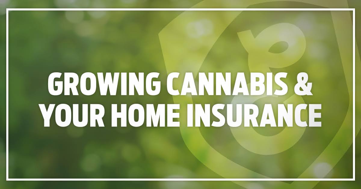 bloggraphic growingcannabis&homeinsurance