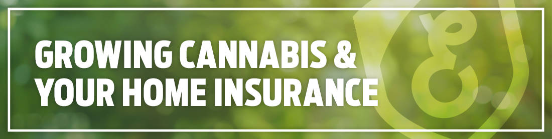 Growing Cannabis & Your Home Insurance